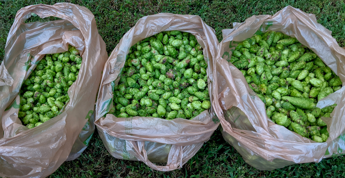 dried hops